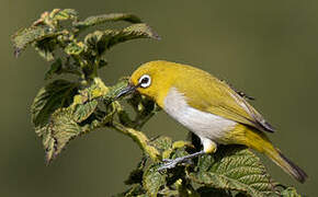 Indian White-eye