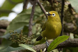 Green White-eye