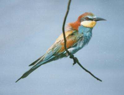 European Bee-eater