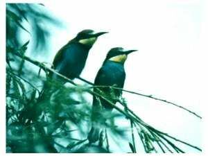 European Bee-eater