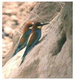 European Bee-eater