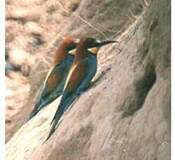 Coraciiformes