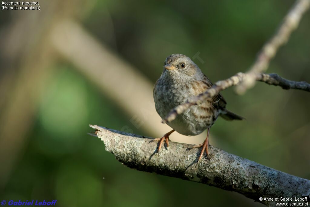 Dunnock