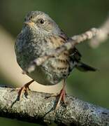 Dunnock