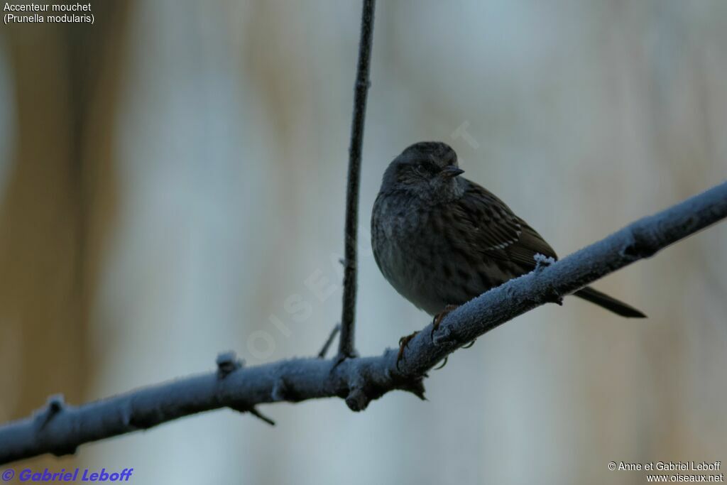 Dunnock