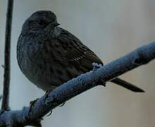 Dunnock