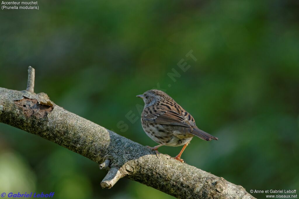 Dunnock