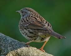 Dunnock