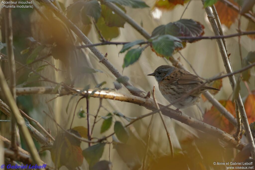 Dunnock