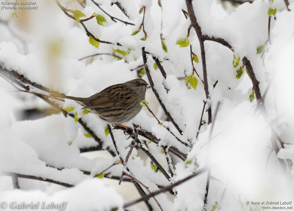 Dunnock