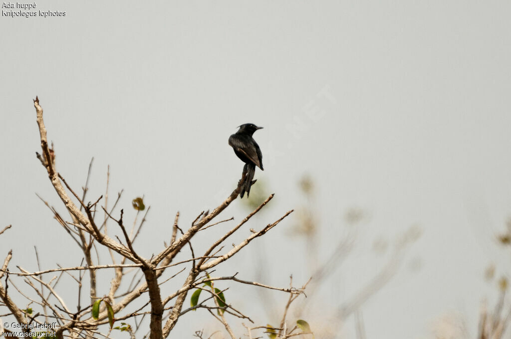 Crested Black Tyrant