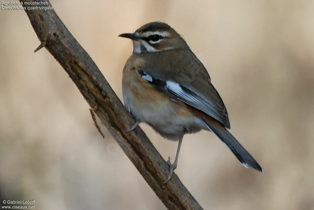 Bearded Scrub Robin