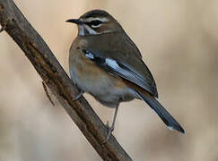 Bearded Scrub Robin