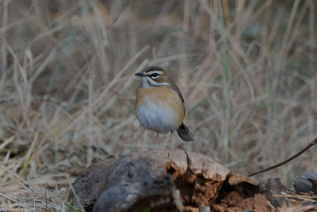 Bearded Scrub Robin, close-up portrait