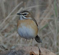 Bearded Scrub Robin