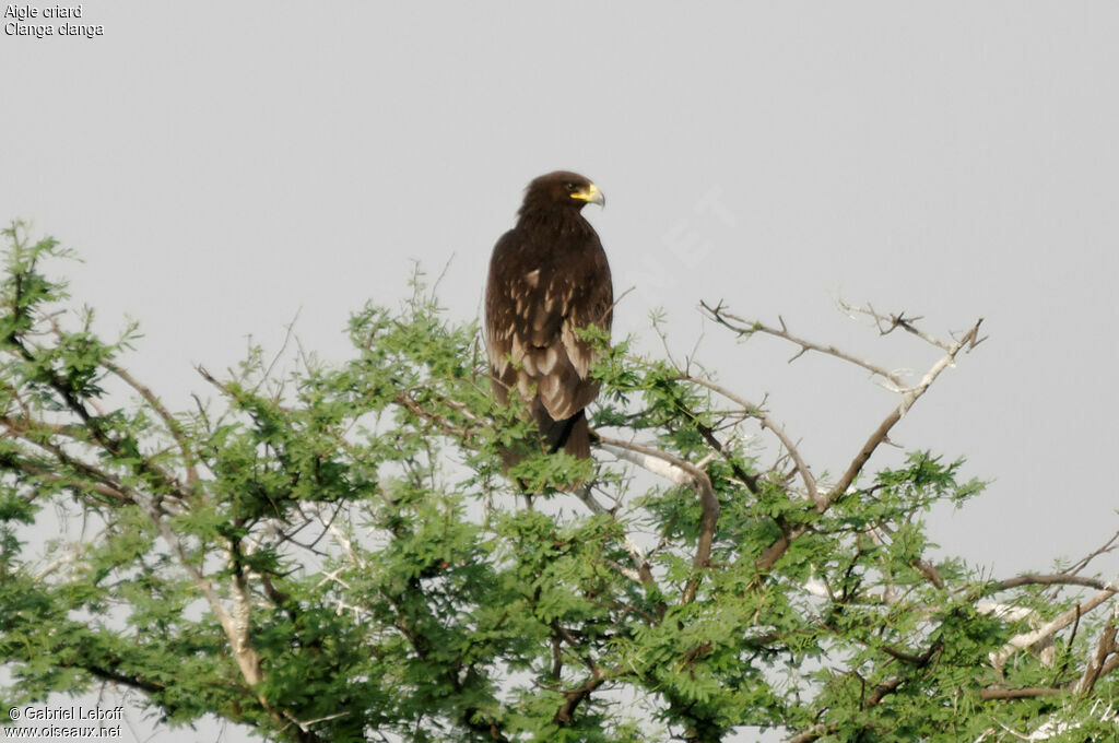 Greater Spotted Eagle