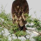 Aigle criard