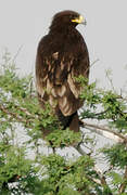 Greater Spotted Eagle