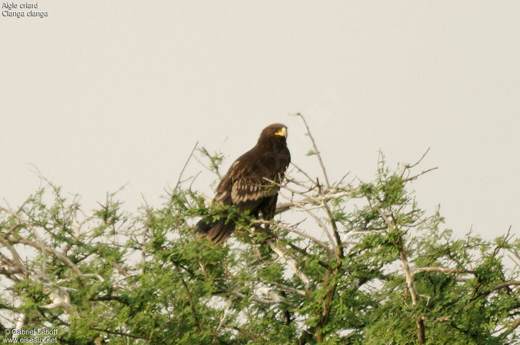 Greater Spotted Eagle