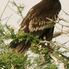 Aigle criard