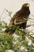 Greater Spotted Eagle