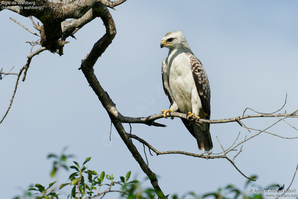 Aigle de Wahlberg