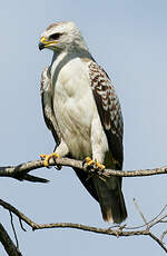 Aigle de Wahlberg