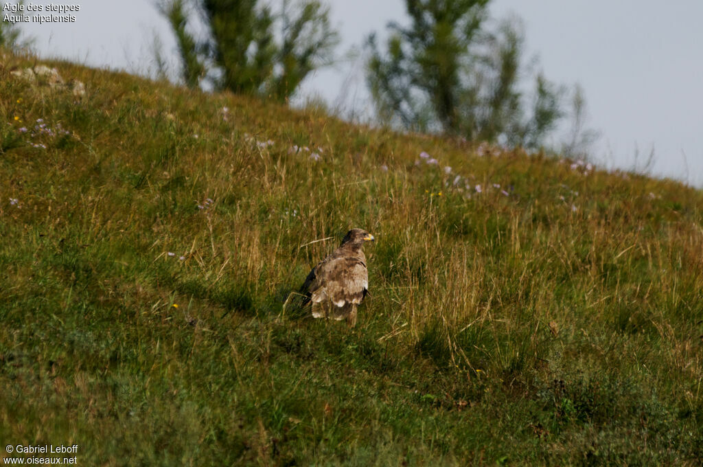 Aigle des steppes