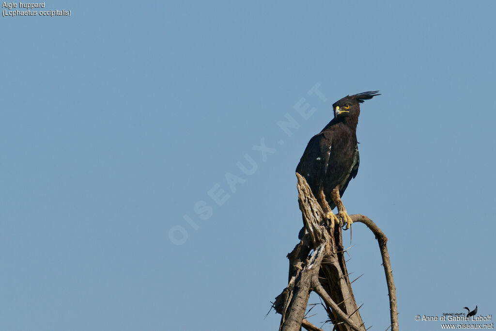 Long-crested Eagle