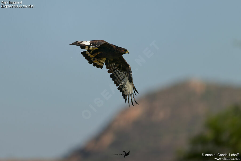 Long-crested Eagle