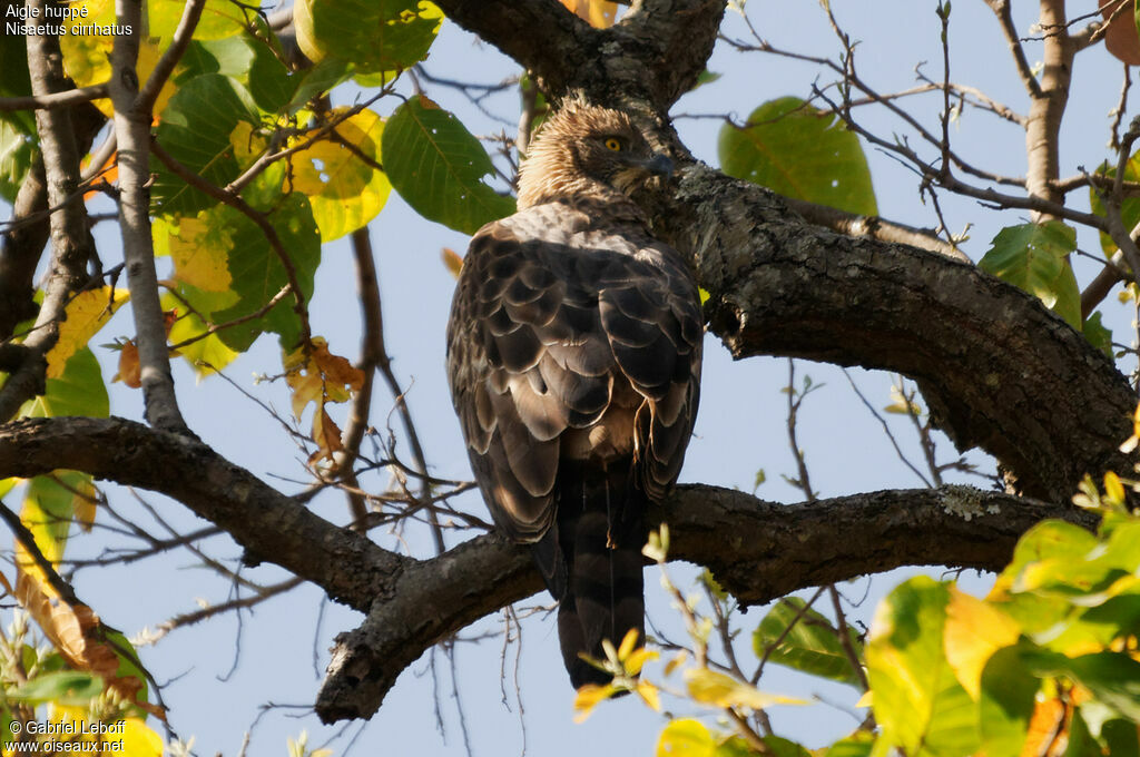 Aigle huppé