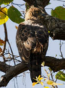 Changeable Hawk-Eagle