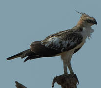 Changeable Hawk-Eagle