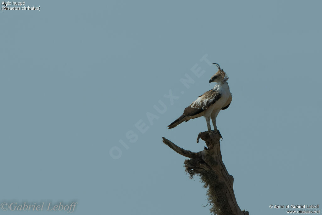 Aigle huppéimmature