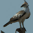 Aigle huppé