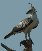 Changeable Hawk-Eagle