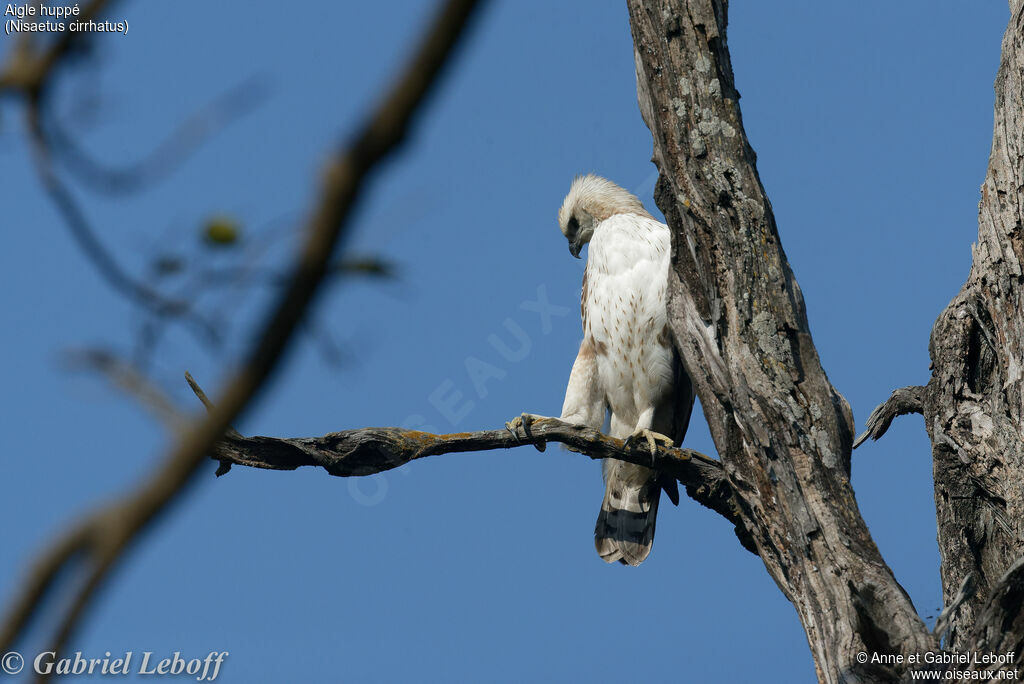 Changeable Hawk-Eaglejuvenile