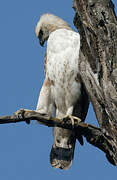 Changeable Hawk-Eagle