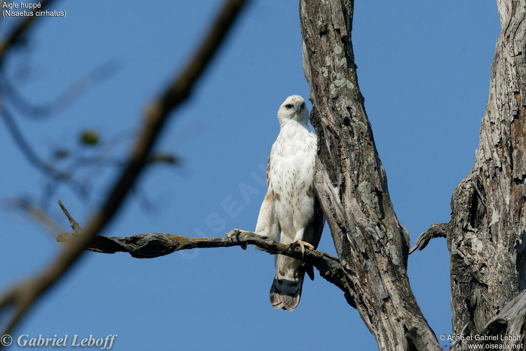 Changeable Hawk-Eagle