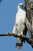 Changeable Hawk-Eagle