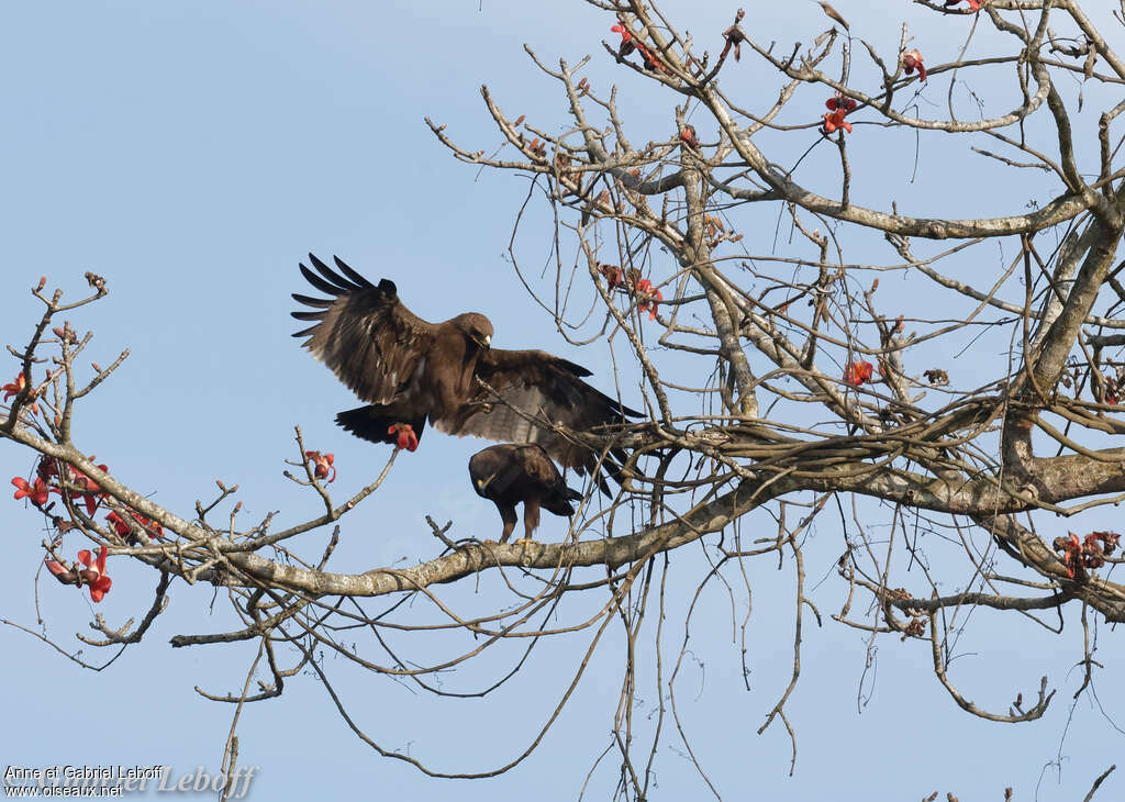 Aigle lancéoléadulte, pigmentation, accouplement.