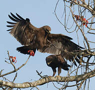 Indian Spotted Eagle