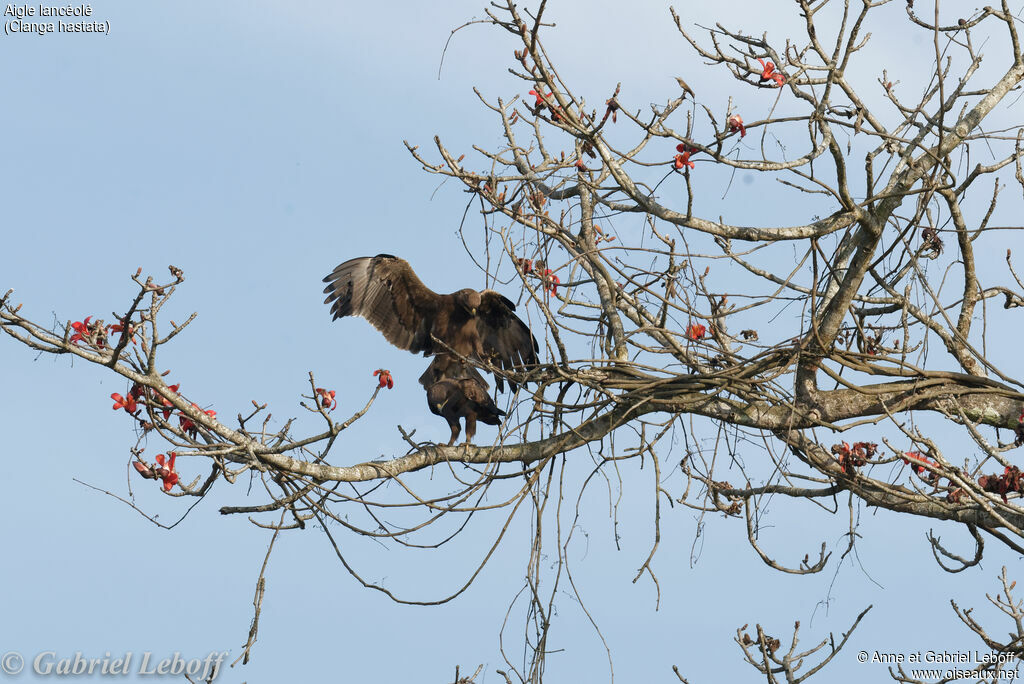 Aigle lancéoléadulte, accouplement.