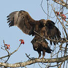 Aigle lancéolé