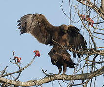 Indian Spotted Eagle