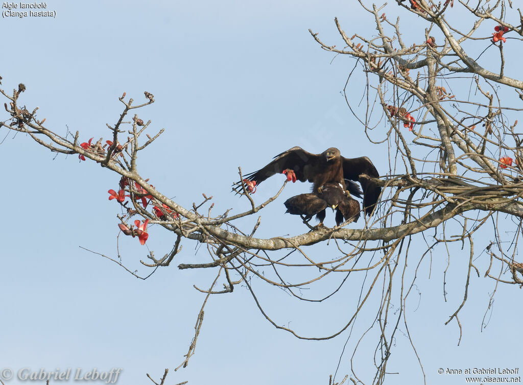 Aigle lancéoléadulte, accouplement.