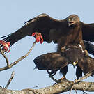 Aigle lancéolé
