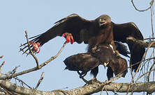 Aigle lancéolé