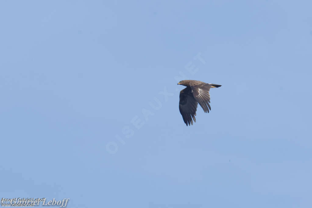 Aigle lancéoléadulte, Vol