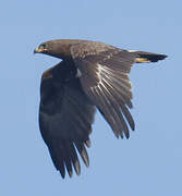 Indian Spotted Eagle